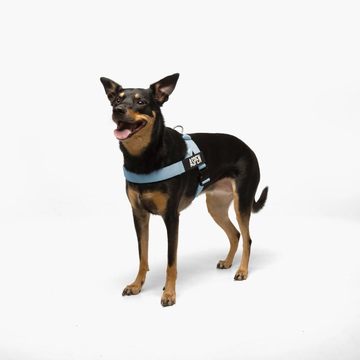 Home 4 Dog wearing a Dog Friendly Co harness